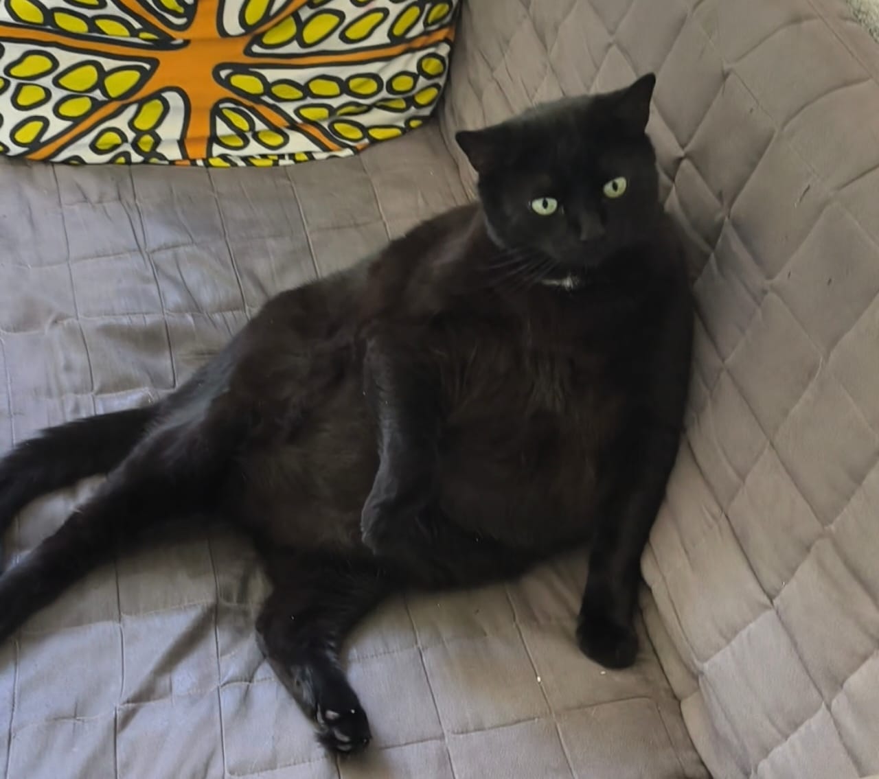 Gemütlichkeit kennen meine Katzen 🐱